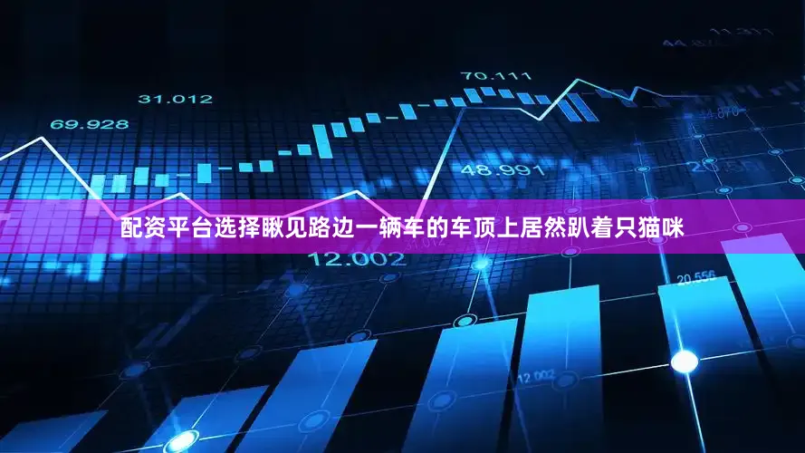 配资平台选择瞅见路边一辆车的车顶上居然趴着只猫咪